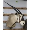 Image 2 : Gemsbok Taxidermy Shoulder Mount