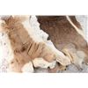 Image 2 : Lot of 2 African Hides