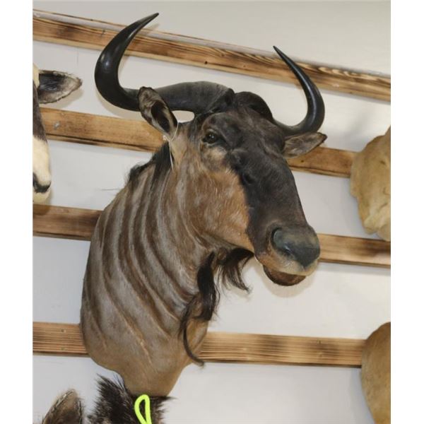 Blue Wildebeest Taxidermy Shoulder Mount