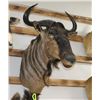 Image 1 : Blue Wildebeest Taxidermy Shoulder Mount