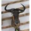 Image 2 : Blue Wildebeest Taxidermy Shoulder Mount