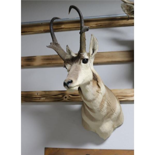 Pronghorn Antelope Taxidermy Shoulder Mount