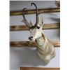 Image 1 : Pronghorn Antelope Taxidermy Shoulder Mount