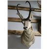 Image 2 : Pronghorn Antelope Taxidermy Shoulder Mount