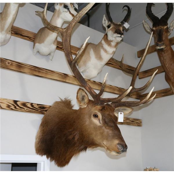 Bull Elk Taxidermy Shoulder Mount