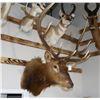 Image 1 : Bull Elk Taxidermy Shoulder Mount