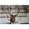 Image 2 : Bull Elk Taxidermy Shoulder Mount