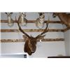 Image 3 : Bull Elk Taxidermy Shoulder Mount