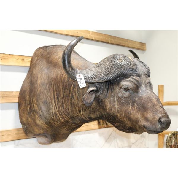 Taxidermy Water Buffalo Mount
