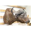 Image 1 : Taxidermy Water Buffalo Mount