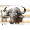 Image 2 : Taxidermy Water Buffalo Mount