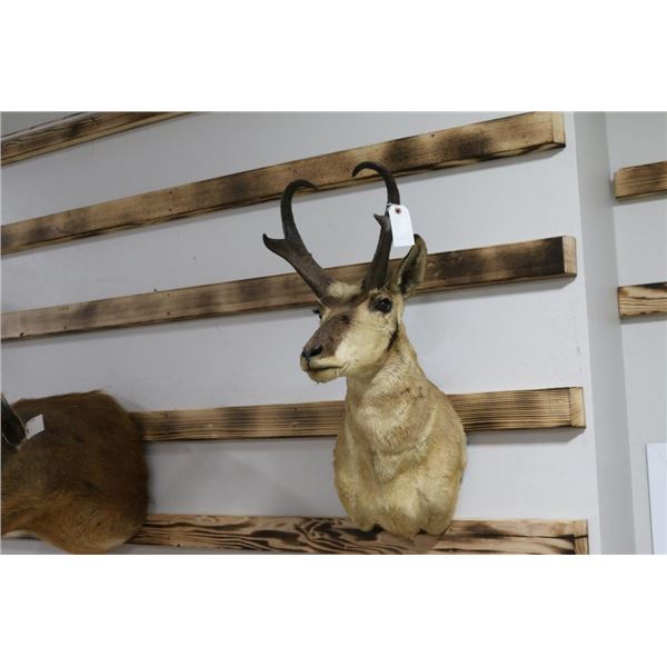 Taxidermy Pronghorn Antelope Mount