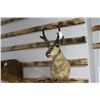 Image 1 : Taxidermy Pronghorn Antelope Mount