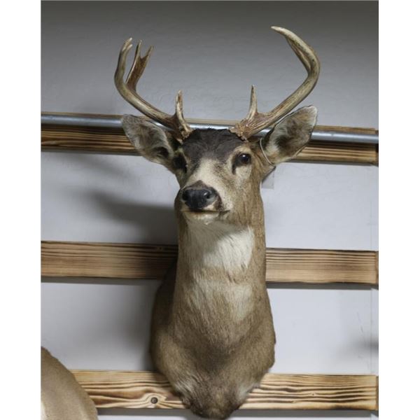 White Tail Deer Taxidermy Shoulder Mount