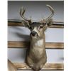 Image 1 : White Tail Deer Taxidermy Shoulder Mount