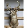 Image 2 : White Tail Deer Taxidermy Shoulder Mount