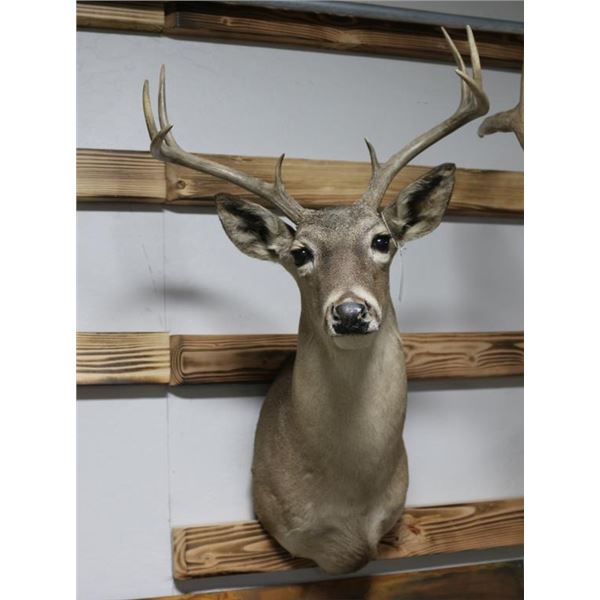 Coos White Tail Deer Taxidermy Shoulder Mount