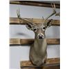 Image 1 : Coos White Tail Deer Taxidermy Shoulder Mount