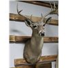 Image 2 : Coos White Tail Deer Taxidermy Shoulder Mount