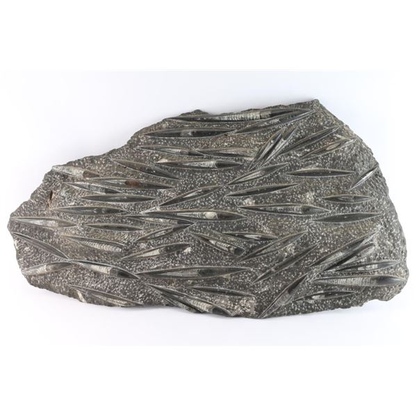 Fossiliferous Limestone Slab with Marine Animals