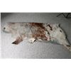 Image 2 : Brown and White Cowhide Rug