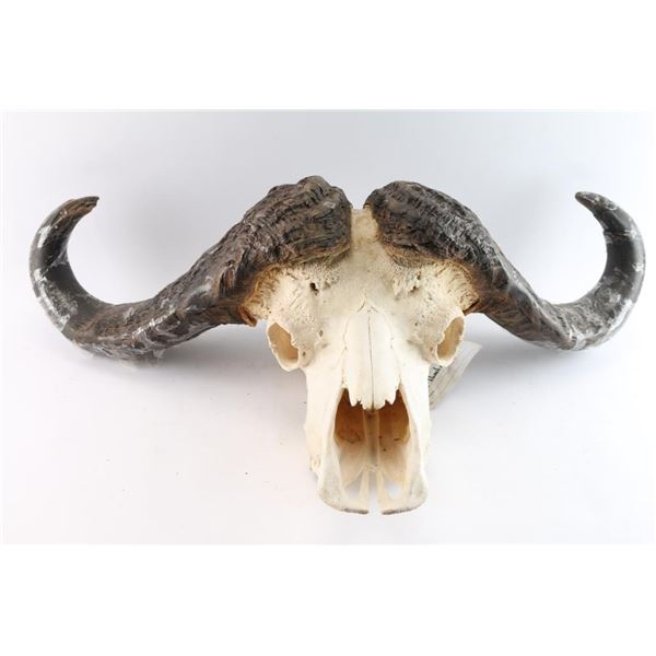 Cape Buffalo Skull