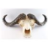 Image 1 : Cape Buffalo Skull