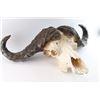 Image 2 : Cape Buffalo Skull