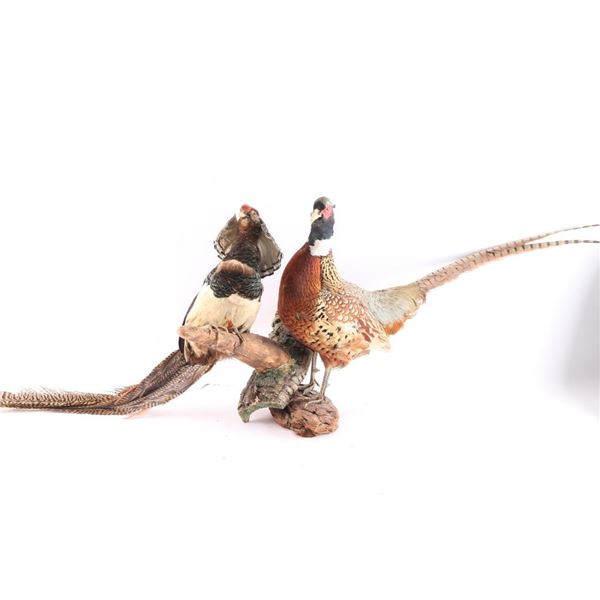 Lot of 2 Bird Mounts