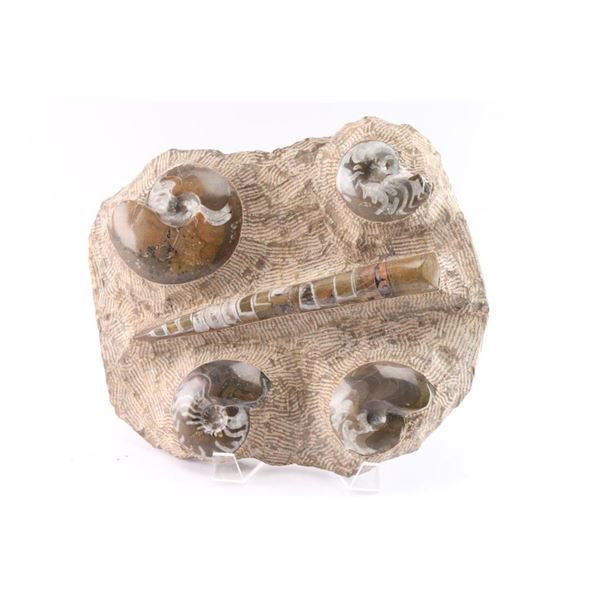 Fossil Plat from Morocco