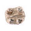 Image 1 : Fossil Plat from Morocco
