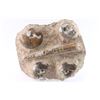 Image 2 : Fossil Plat from Morocco