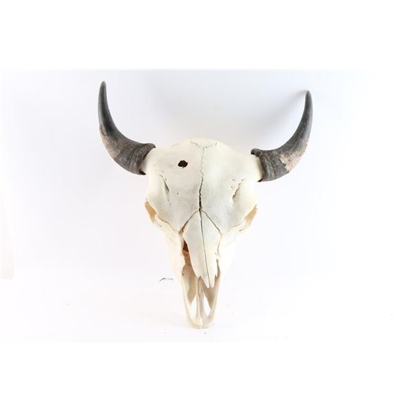 Buffalo Skull Mount