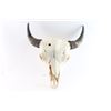 Image 1 : Buffalo Skull Mount