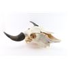 Image 2 : Buffalo Skull Mount