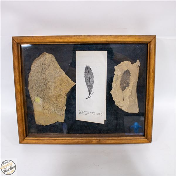 LEAF OF SPIRACA FOSSILS FOUND IN REPUBLIC WA