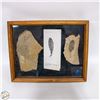 Image 1 : LEAF OF SPIRACA FOSSILS FOUND IN REPUBLIC WA