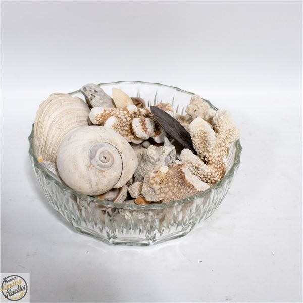 VINTAGE BOWL WITH SHELLS FOSSILS &
