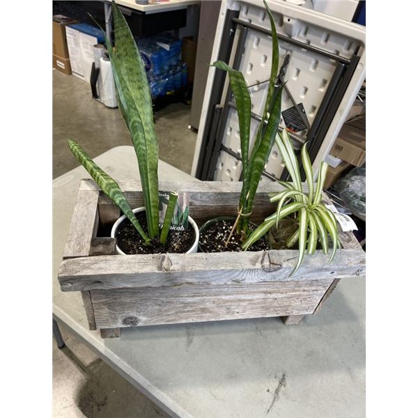 SMALL WOODEN PLANTE WITH 2 SNAKE PLANTS AND 1 SPIDER PLANT