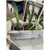 Image 1 : SMALL WOODEN PLANTE WITH 2 SNAKE PLANTS AND 1 SPIDER PLANT