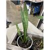 Image 2 : SMALL WOODEN PLANTE WITH 2 SNAKE PLANTS AND 1 SPIDER PLANT