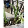 Image 3 : SMALL WOODEN PLANTE WITH 2 SNAKE PLANTS AND 1 SPIDER PLANT