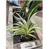 Image 4 : SMALL WOODEN PLANTE WITH 2 SNAKE PLANTS AND 1 SPIDER PLANT