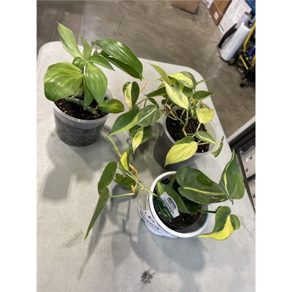 2 HEART SHAPED LEAF PHILODENDREONS AND ONE DRAGON TAIL PLANT, 3 PLANTS TOTAL