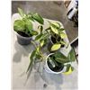 Image 1 : 2 HEART SHAPED LEAF PHILODENDREONS AND ONE DRAGON TAIL PLANT, 3 PLANTS TOTAL