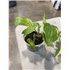 Image 2 : 2 HEART SHAPED LEAF PHILODENDREONS AND ONE DRAGON TAIL PLANT, 3 PLANTS TOTAL