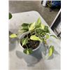 Image 3 : 2 HEART SHAPED LEAF PHILODENDREONS AND ONE DRAGON TAIL PLANT, 3 PLANTS TOTAL