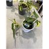 Image 4 : 2 HEART SHAPED LEAF PHILODENDREONS AND ONE DRAGON TAIL PLANT, 3 PLANTS TOTAL