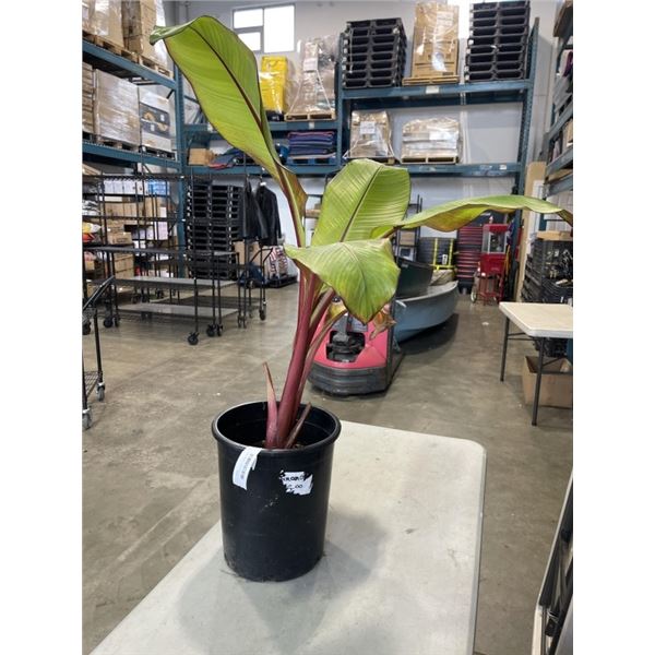 LARGE BANANA PLANT, " DWARF RED BANANAS" 40 INCH TALL