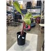 Image 1 : LARGE BANANA PLANT, " DWARF RED BANANAS" 40 INCH TALL